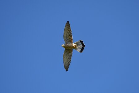 Kestrel bird of prey animal