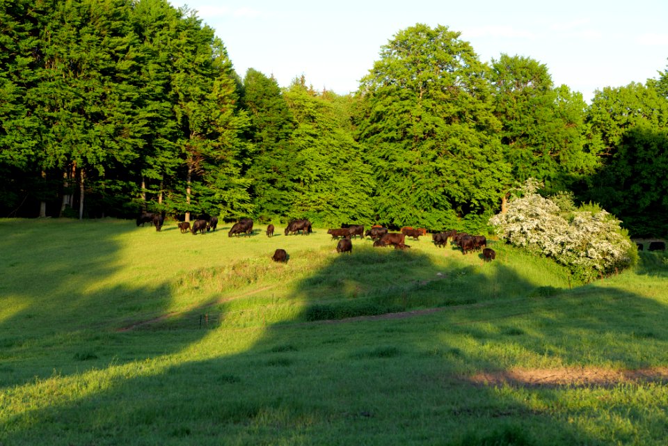 Pasture in Friedrichswalde 2021-05-29 12