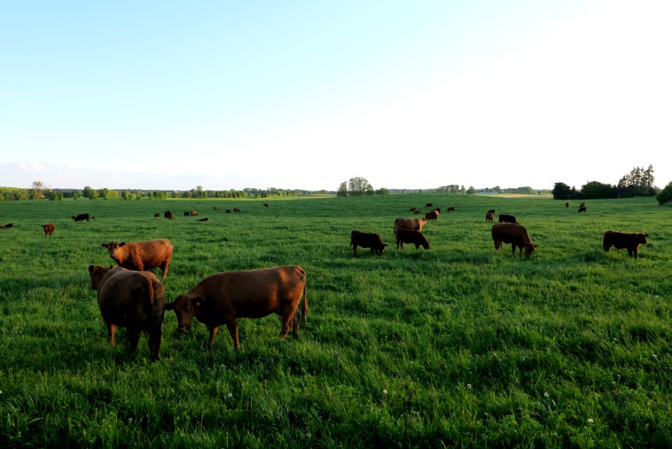 Pasture in Friedrichswalde 2021-05-29 07