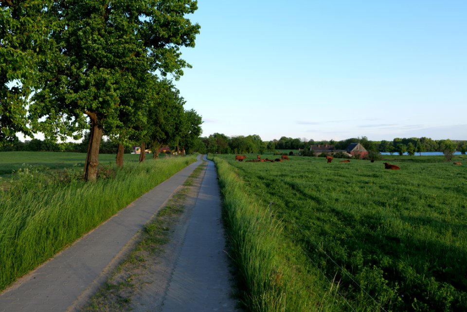 Pasture in Friedrichswalde 2021-05-29 10
