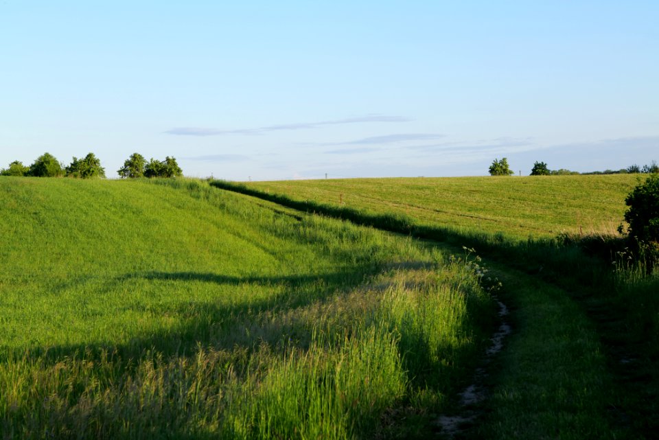 Pasture in Friedrichswalde 2021-05-29 01