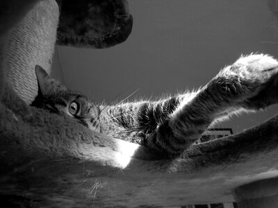 Cat feline black white
