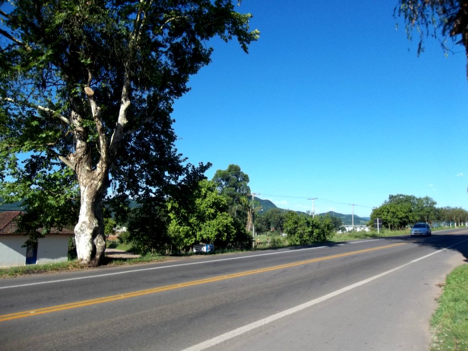 Pé de Plátano. Santa Maria