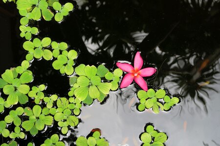Aquatic plant pond plant