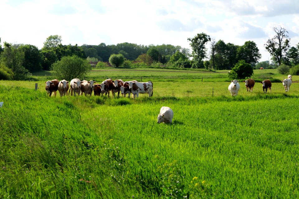 Pasture in SAC Kronhorst-Groß Fredenwalde 2021-05-29 02