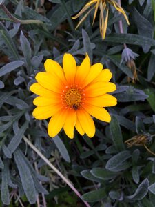 Summer petal leaves