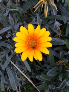 Summer petal leaves photo