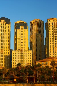 Marina beach palms