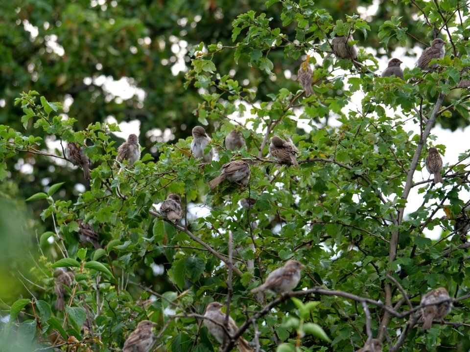 Passer domesticus on a tree in Berlin-Hakenfelde 2019-07-20 09