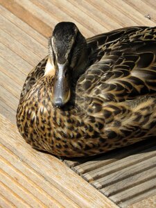 Duck amsterdam animals