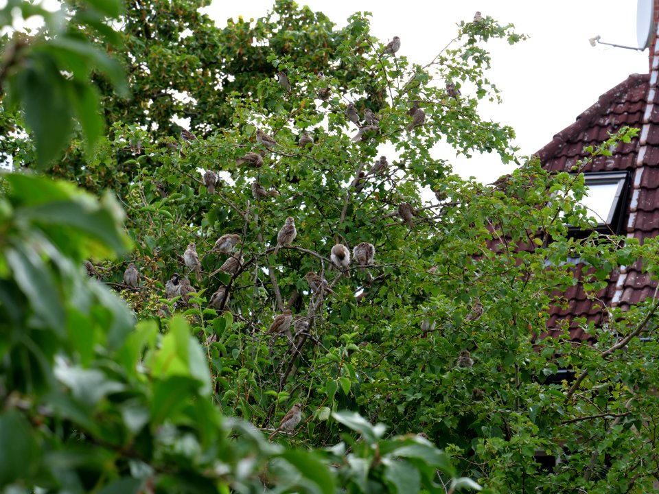 Passer domesticus on a tree in Berlin-Hakenfelde 2019-07-20 01