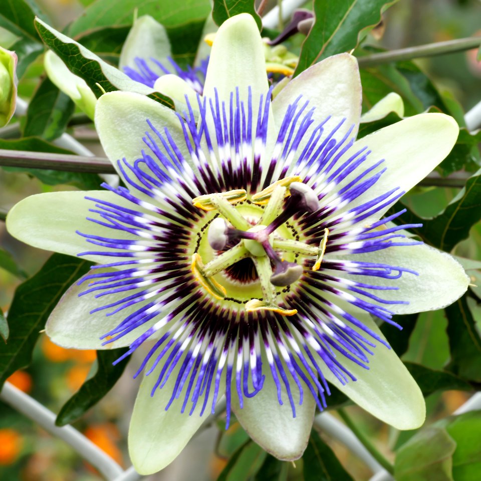 Passionsblume.P1044341