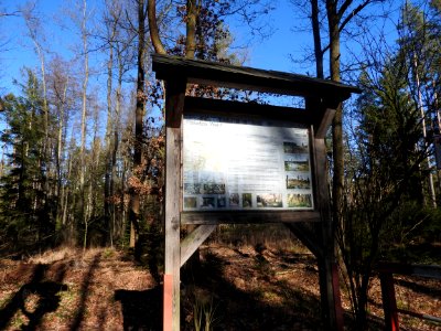 Pöllwitzer Wald 2