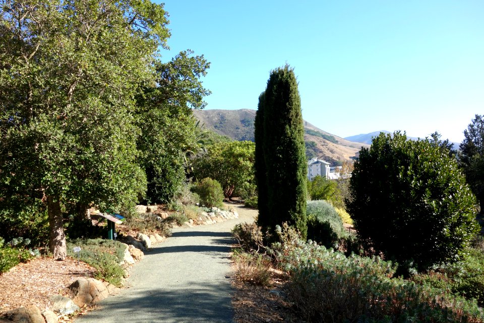 Pathway - Leaning Pine Arboretum - DSC05727