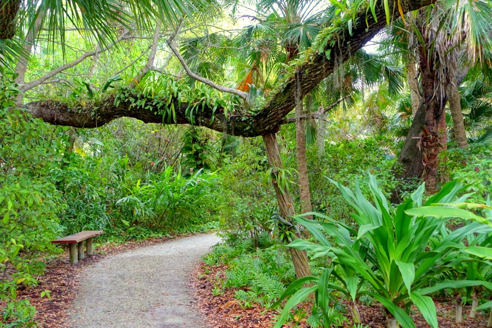 Pathway - McKee Botanical Garden - Vero Beach, Florida - DSC03006