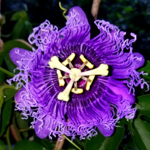 Passion flower - Arlington, MA - 01