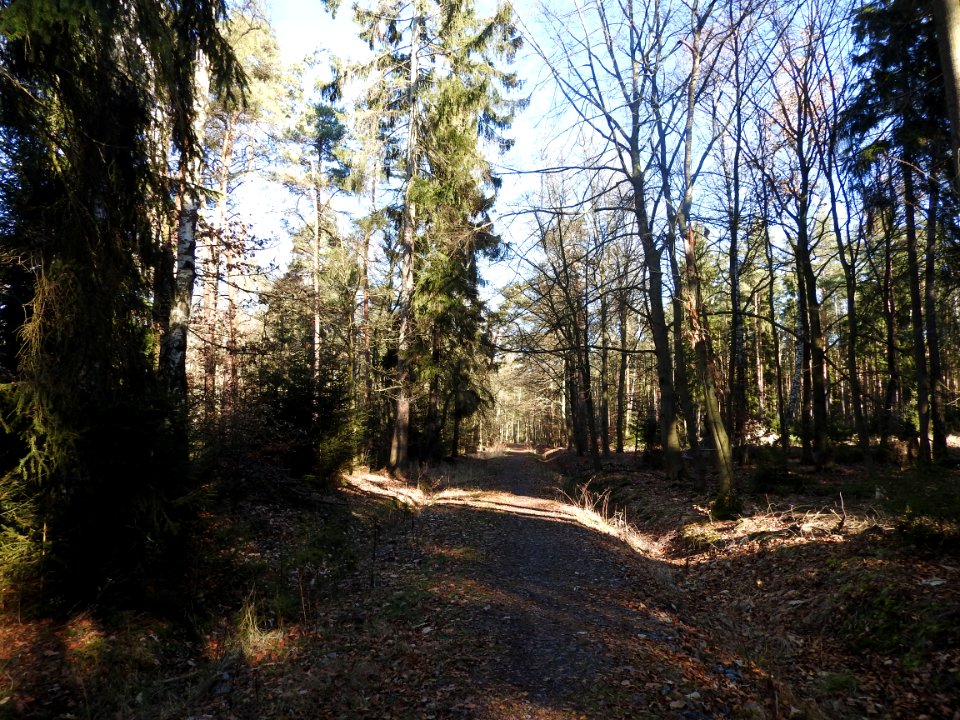 Pöllwitzer Wald 5