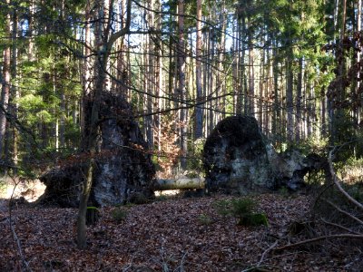 Pöllwitzer Wald 9