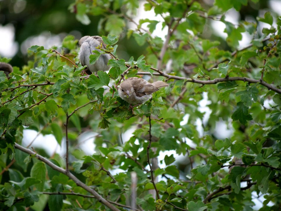 Passer domesticus on a tree in Berlin-Hakenfelde 2019-07-20 16