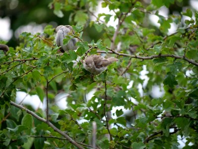 Passer domesticus on a tree in Berlin-Hakenfelde 2019-07-20 16