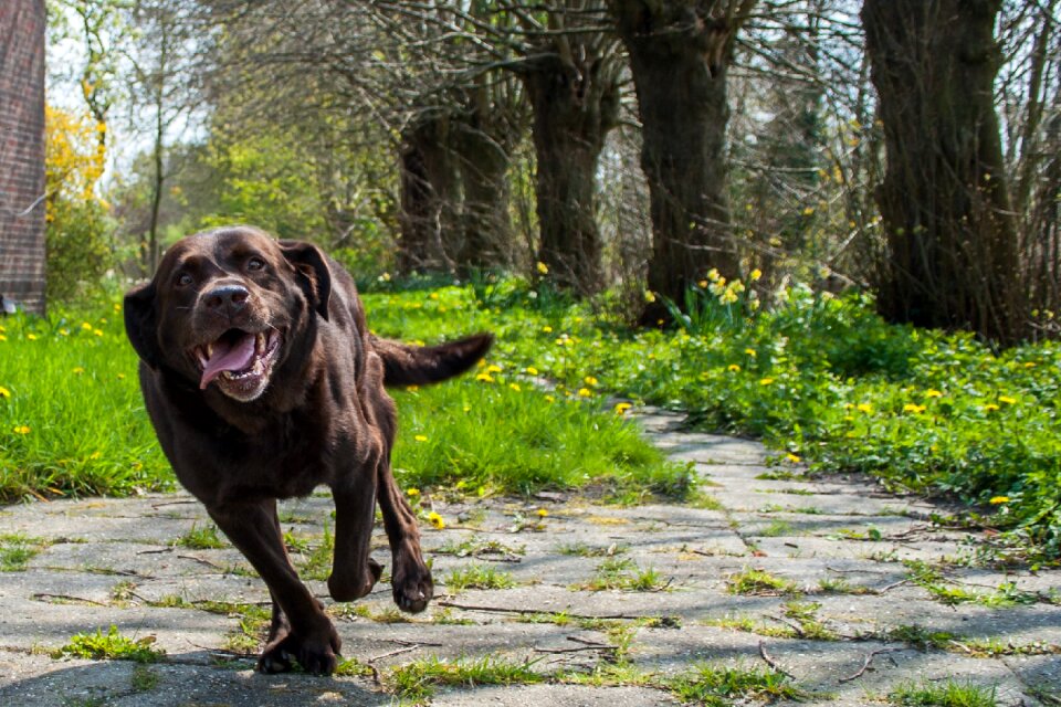 Labrador - retriver sweet pet