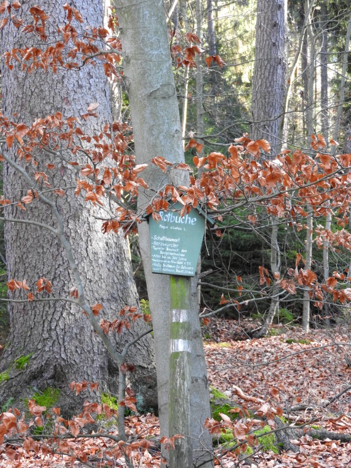 Pöllwitzer Wald 7