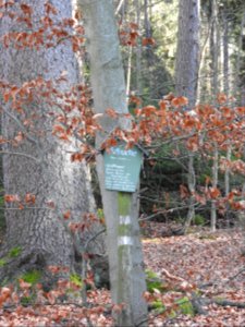 Pöllwitzer Wald 7