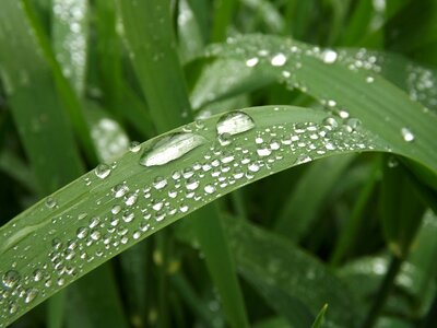 Drip drop of water blades of grass photo