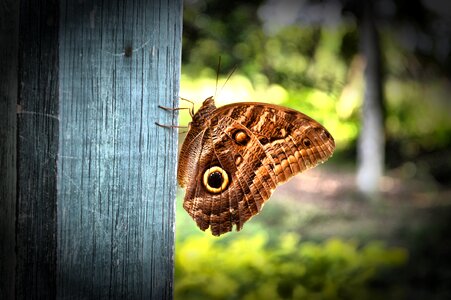 Wings posing beauty