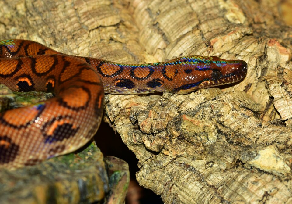 Reptile elegant colorful