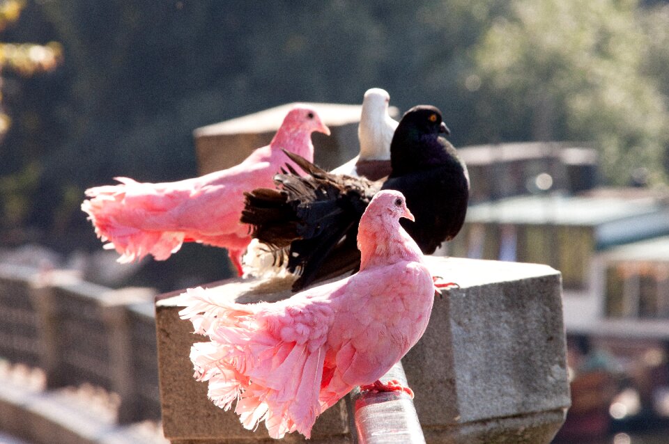 Feathered race pink black