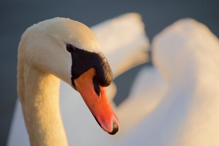 Animals birds swan