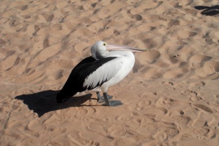 Pélican sur la plage