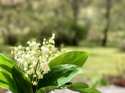 1 ° may spring bouquet