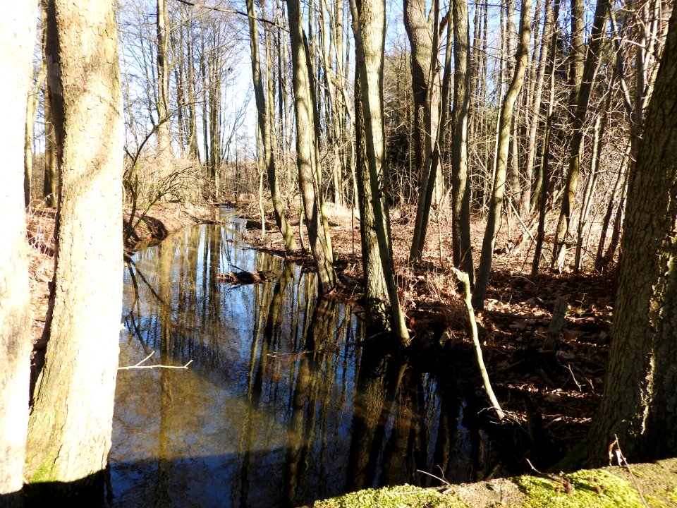 Pöllwitzer Wald 6