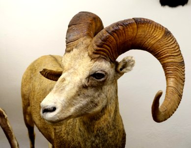 Ovis dalli stonei - Mount Angel Abbey Museum - Mount Angel Abbey - Mount Angel, Oregon - DSC00083