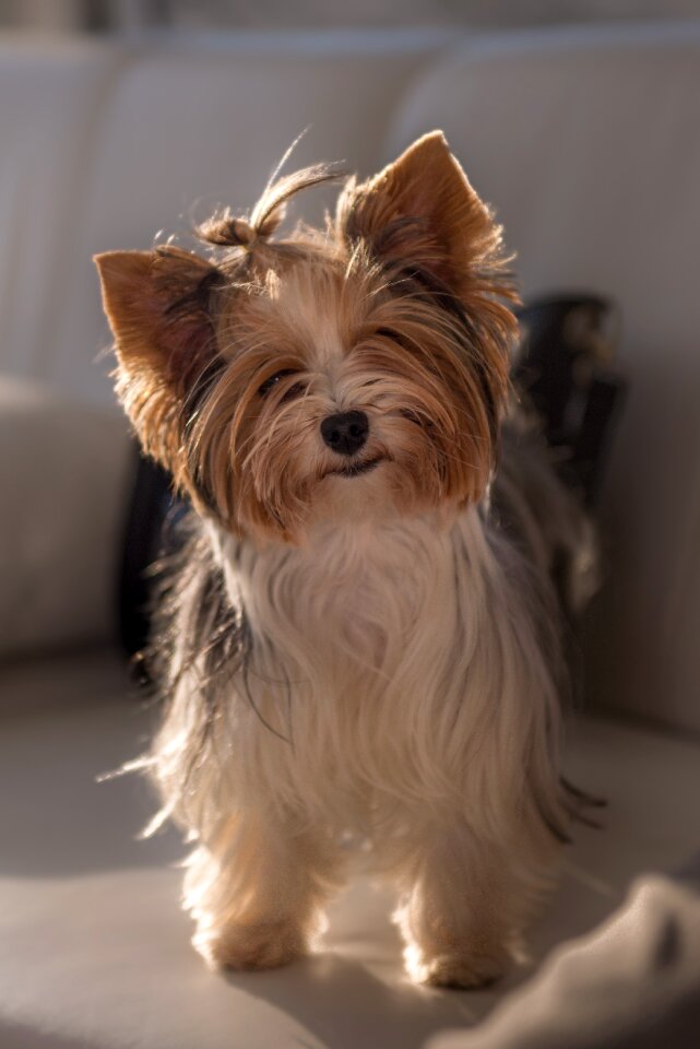 Canine adorable pup