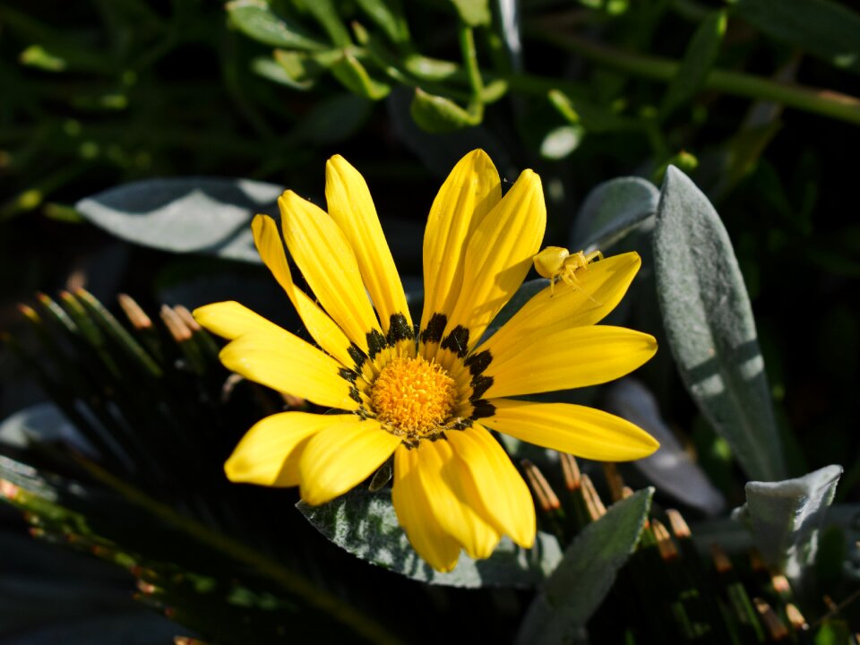 Insect adaptation flower