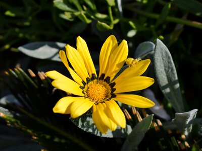 Insect adaptation flower