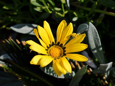 Insect adaptation flower photo