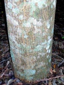 Owenia cepiodora trunk