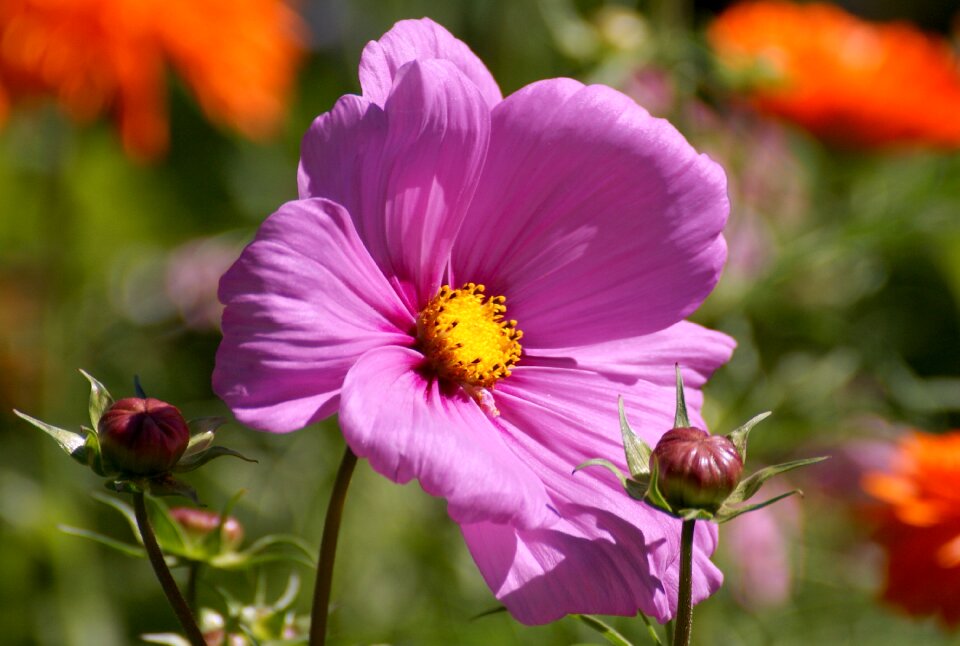 Flower plant nature