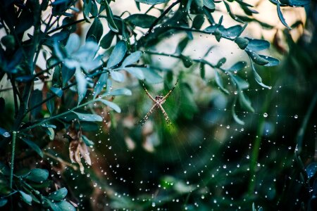 Arachnophobia insect nature photo