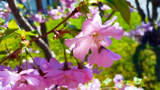 Nature full bloom pink photo