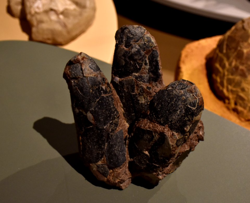 Oviraptor oeufs Muséum Grenoble 03082017