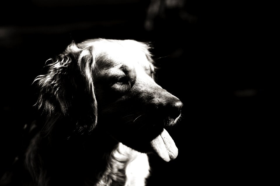 Pet black dog black animals