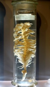 P. spinulosus - Museum fur Naturkunde, Berlin - DSC00133