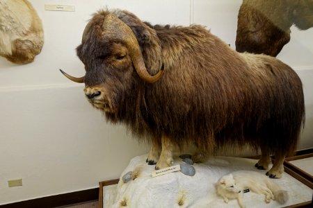 Ovibos moschatus - Mount Angel Abbey Museum - Mount Angel Abbey - Mount Angel, Oregon - DSC09998