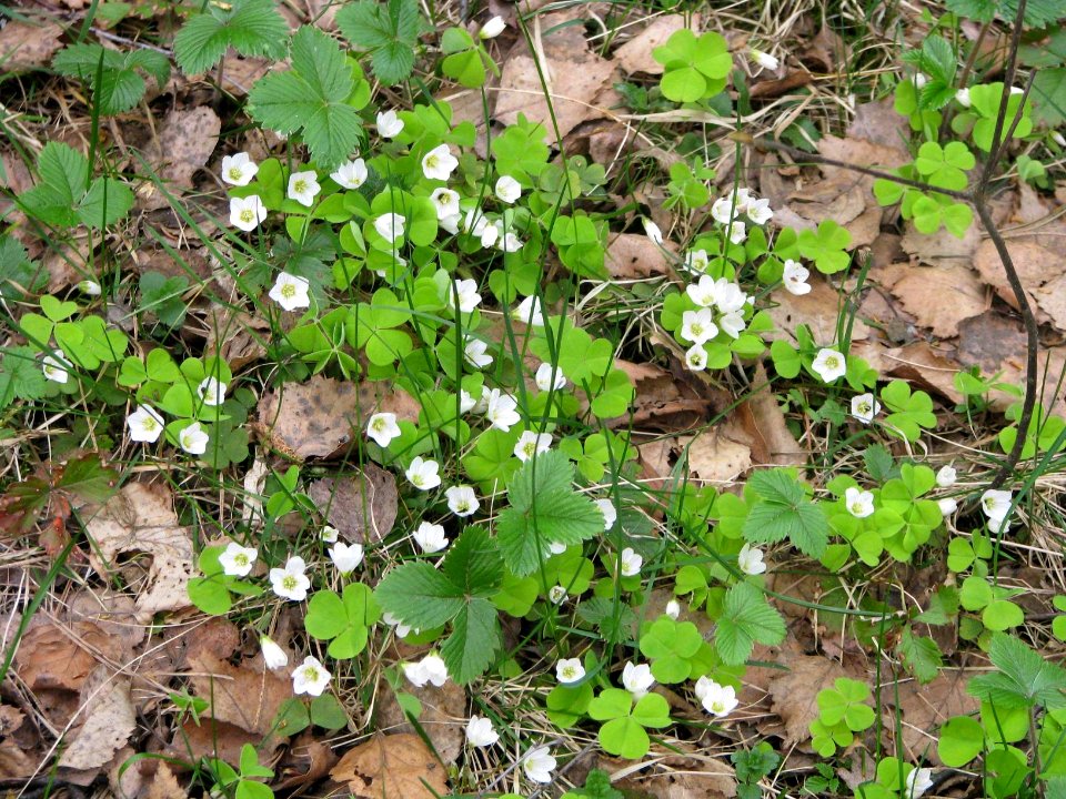 Oxalis acetosella 5725