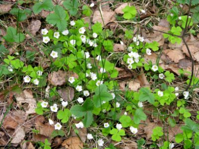 Oxalis acetosella 5725